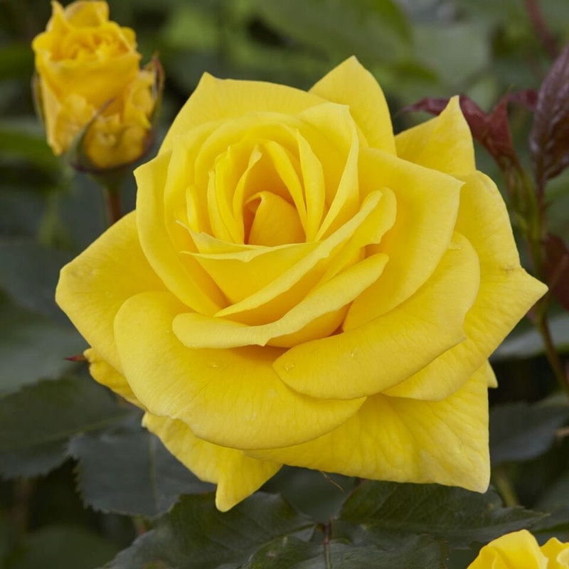 ‘Korresia’ Floribunda Rose