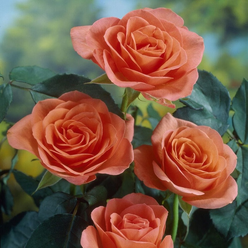 ‘Lambada’ Shrub Rose