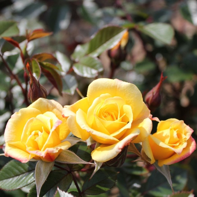 ‘Laura Ford’ Patio Climbing Rose