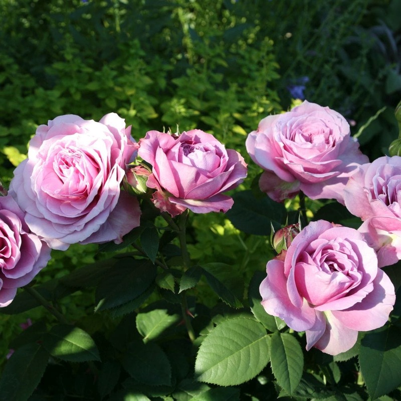 ‘Lavender Ice’ Patio Shrub Rose