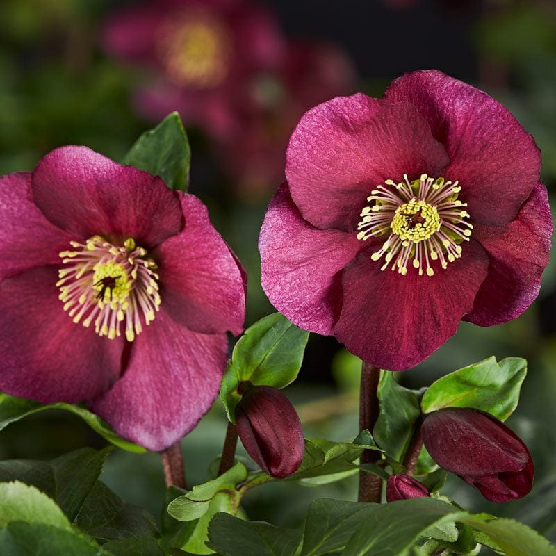 ‘Leona’ Helleborus x Lemperii | Hellebore Gold Collection