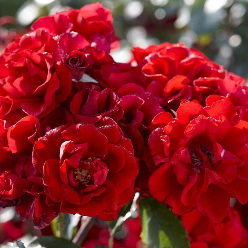 ‘Lest We Forget’ Shrub Rose