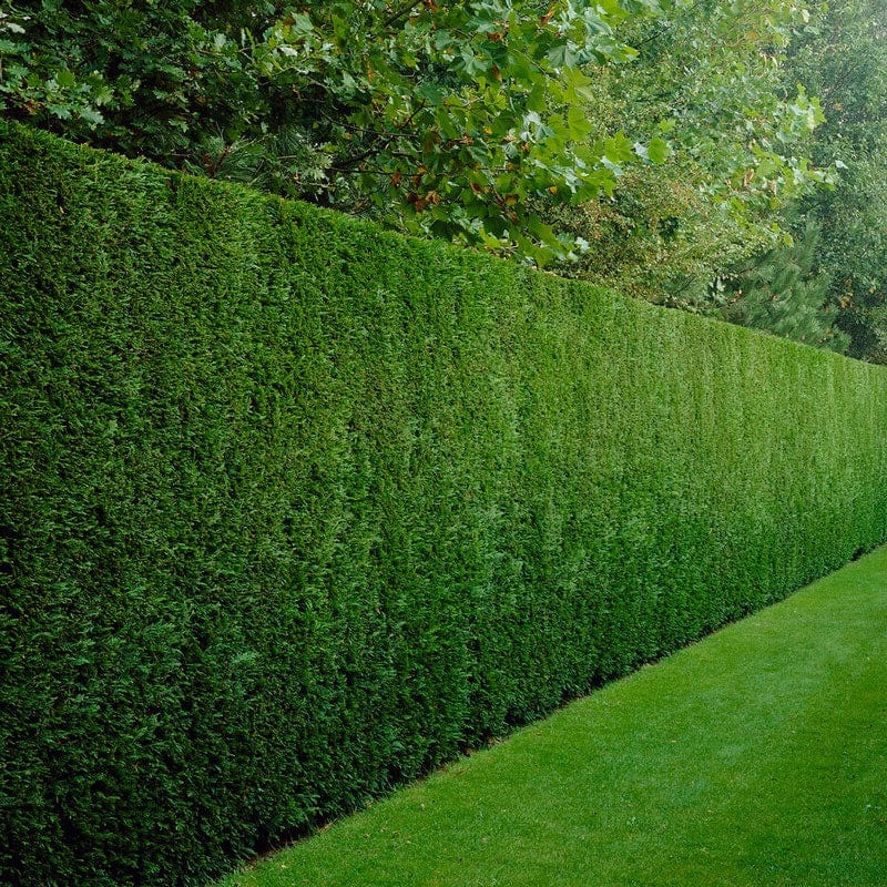 Leyland Cypress | Cupressocyparis leylandii