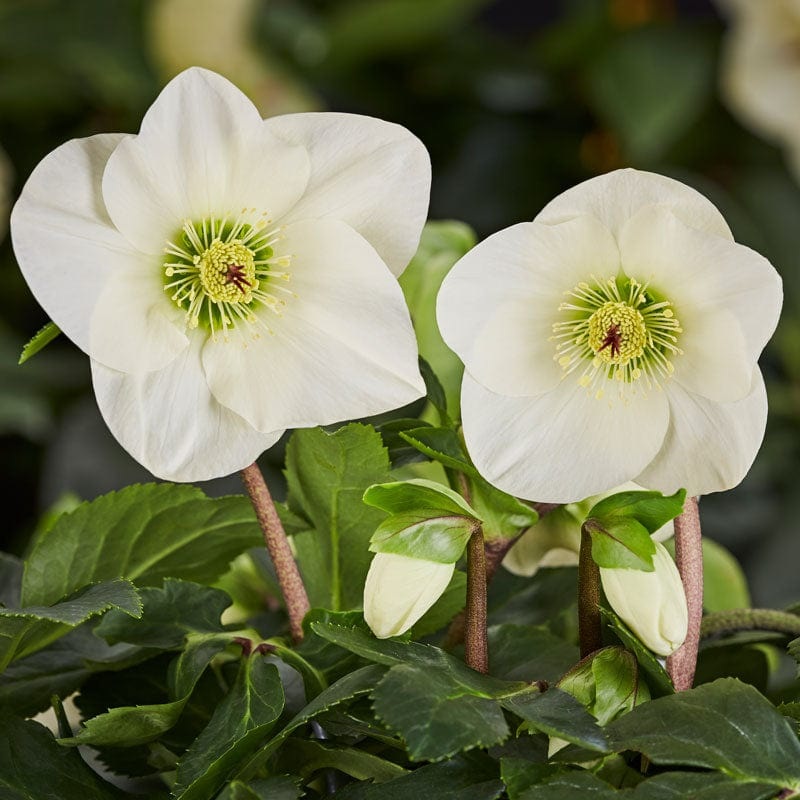 ‘Linda’ Helleborus x Lemperii | Hellebore Gold Collection
