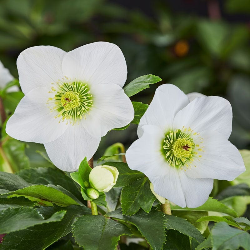 ‘Lisann’ Helleborus x Lemperii | Hellebore Gold Collection