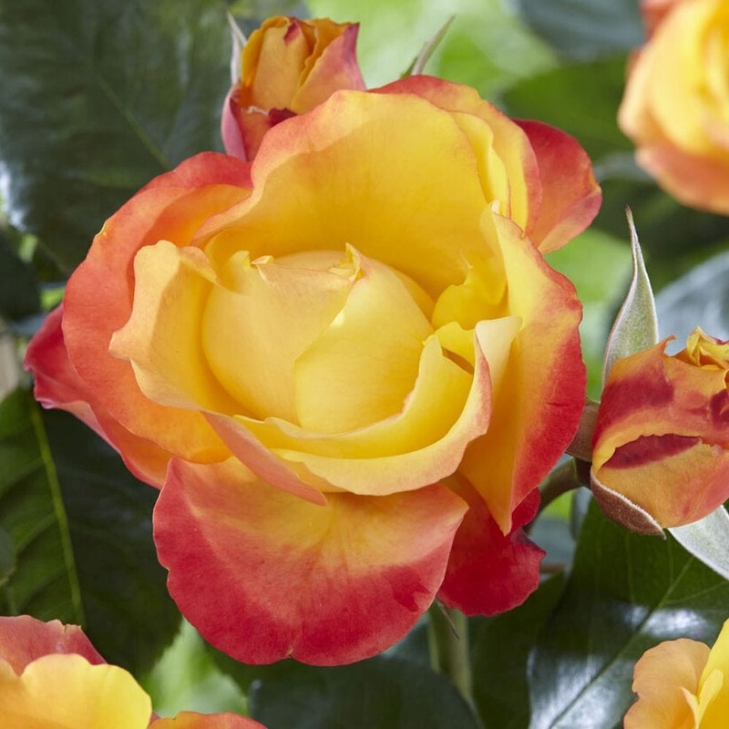 ‘Little Sunset’ Patio Shrub Rose