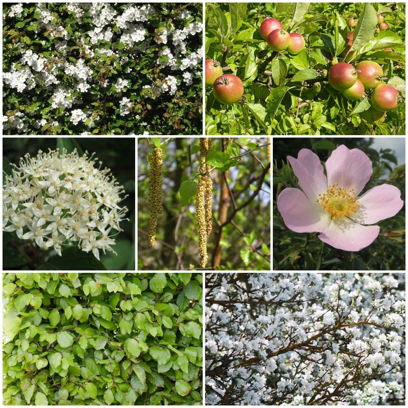 Livestock Friendly Farm Hedging | Growers’ Choice | BN11 Compliant