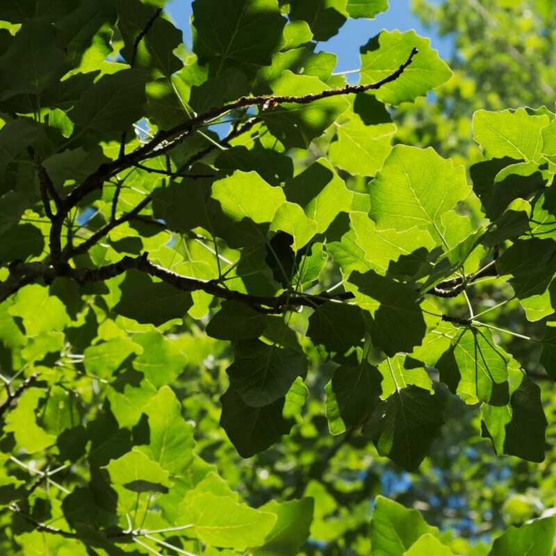 Lombardy Poplar Hedging | Populus nigra ‘Italica’