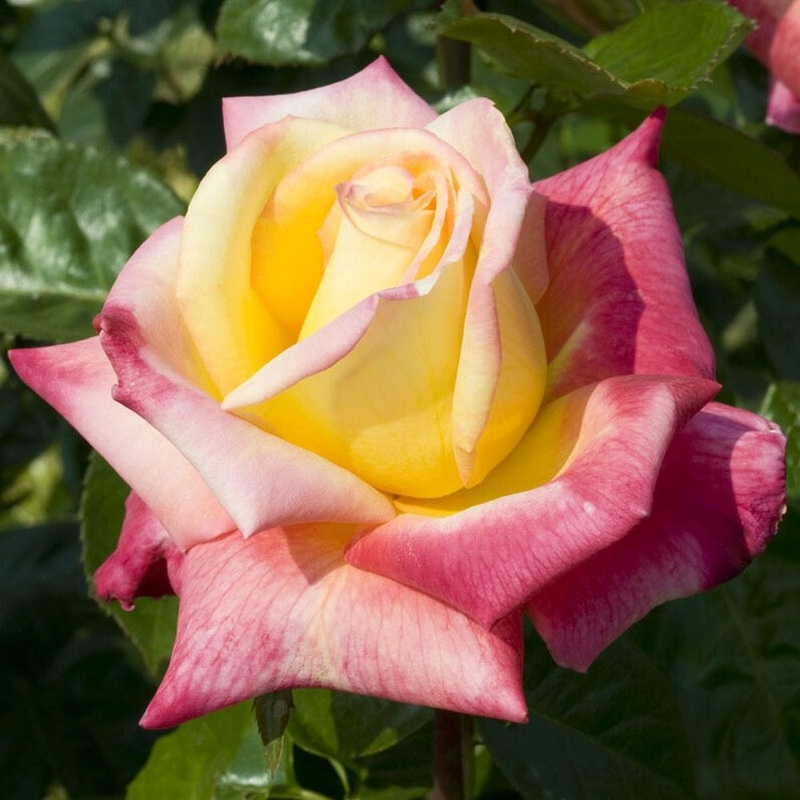 ‘Love and Peace’ Hybrid Tea Rose