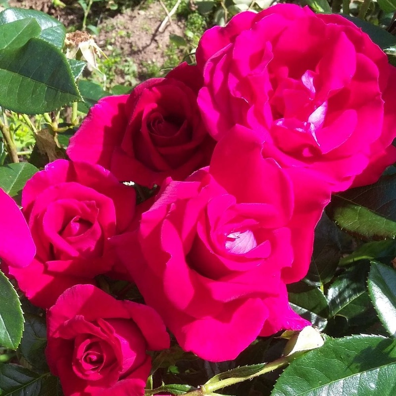 ‘Lovestruck’ Floribunda Rose