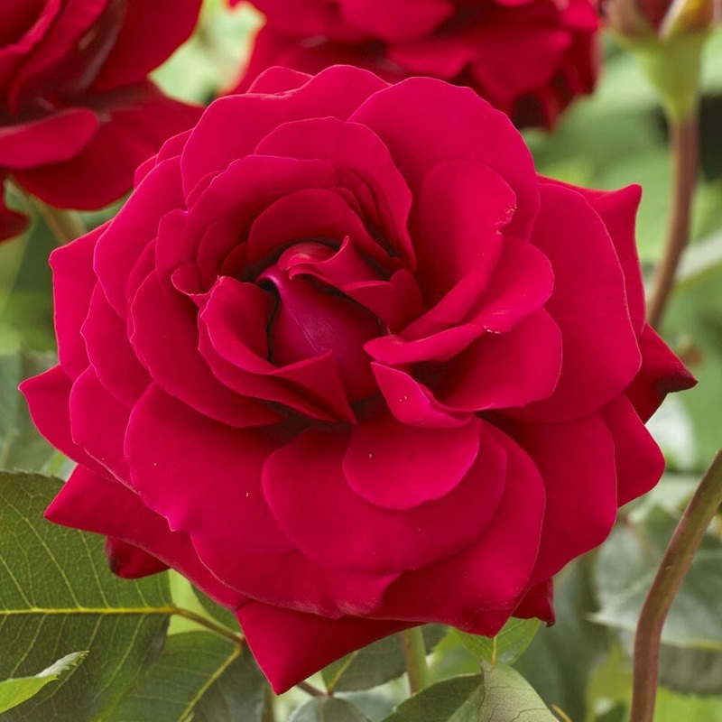 ‘Lucky Stars’ Patio Shrub Rose