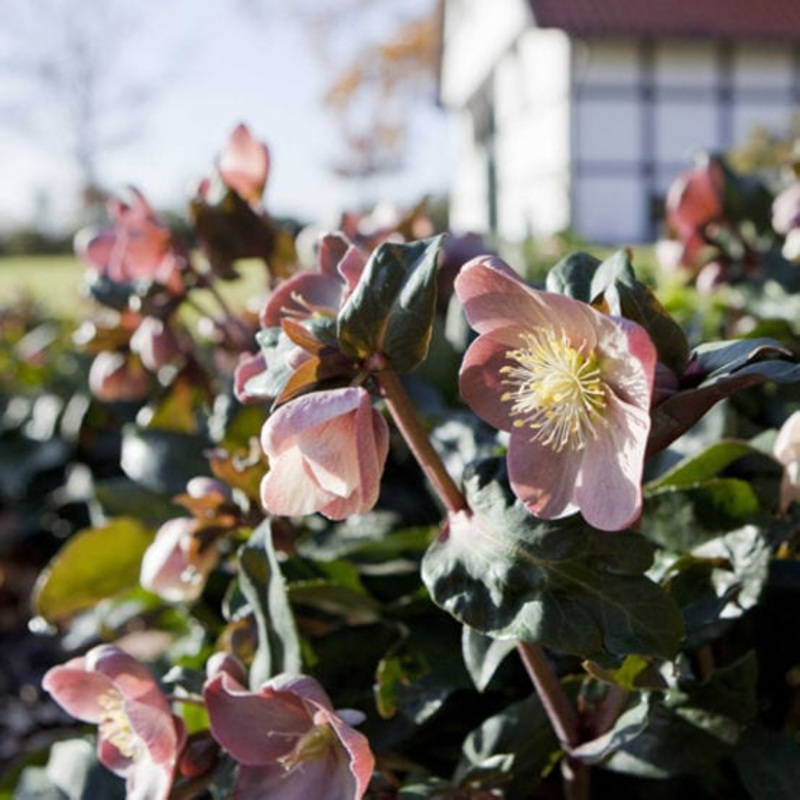 ‘Maestro’ Snow Rose | Hellebore Gold Collection