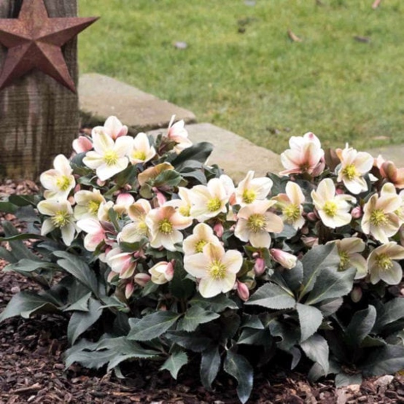 ‘Malory’ Snow Rose | Hellebore Gold Collection