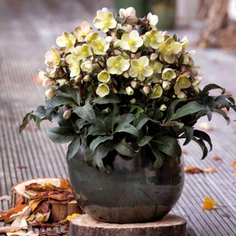 ‘Marlon’ Snow Rose | Hellebore Gold Collection