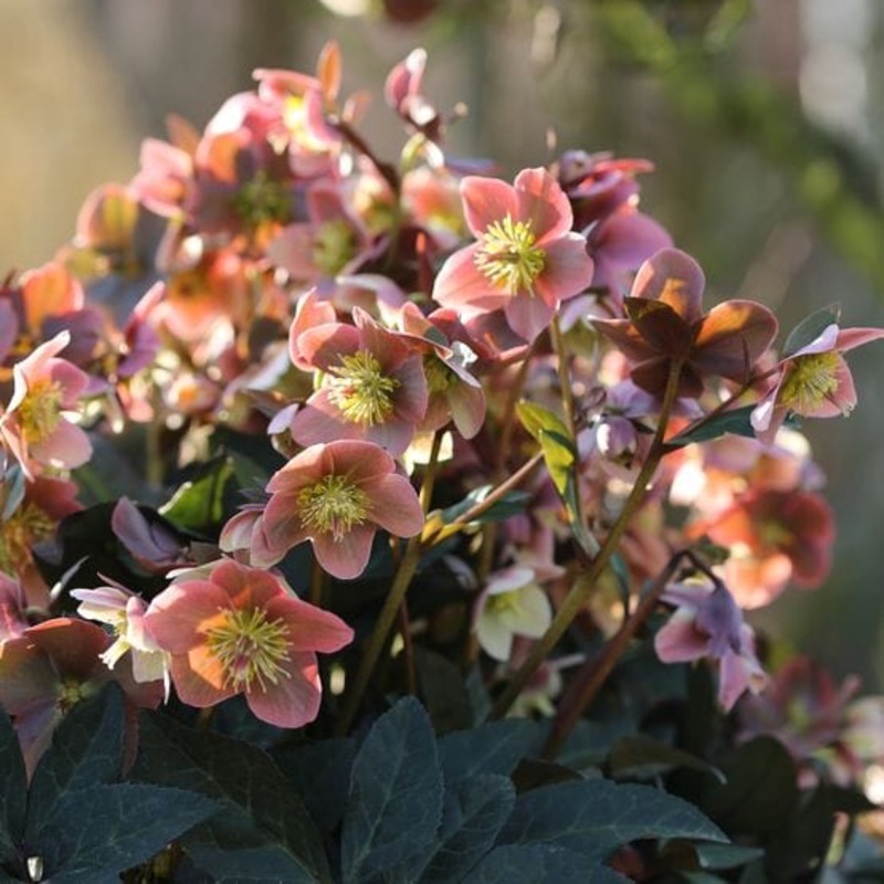 ‘Merlin’ Snow Rose | Hellebore Gold Collection