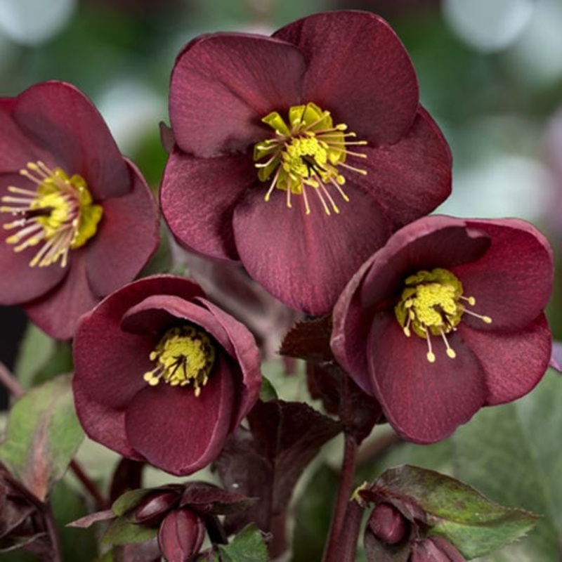 ‘Merlot’ Snow Rose | ‘Ice N’ Roses’ Series | Hellebore Gold Collection