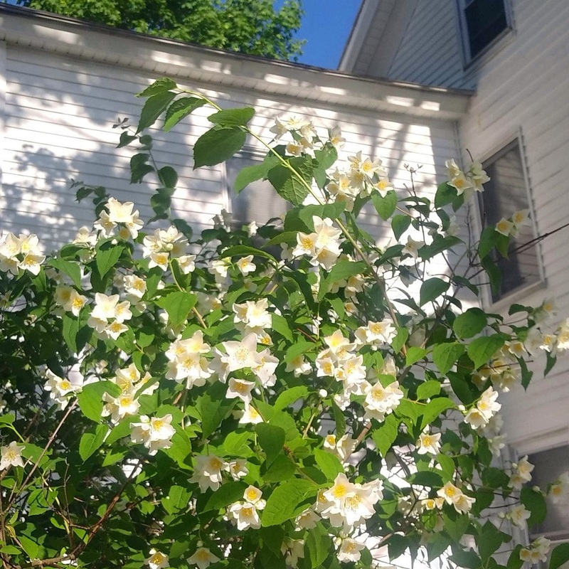 Mock Orange Hedging | Philadelphus ‘Virginal’