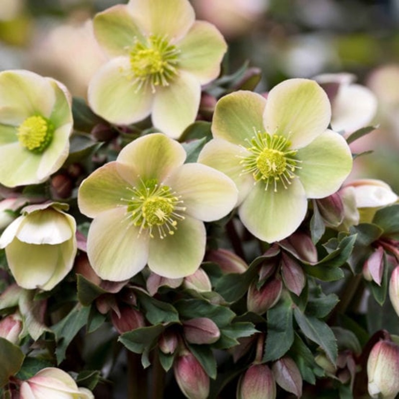 ‘Monte Christo’ Snow Rose | Hellebore Gold Collection