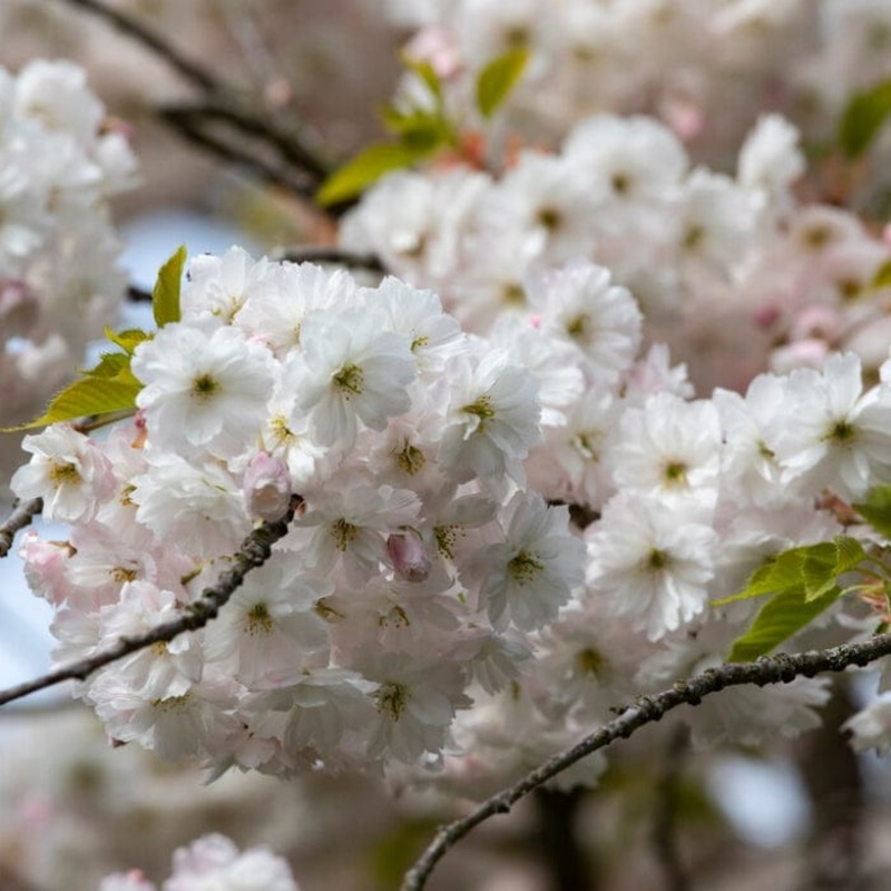 ‘Mount Fuji’ Cherry Blossom Tree | Prunus serrulata ‘Shirotae’
