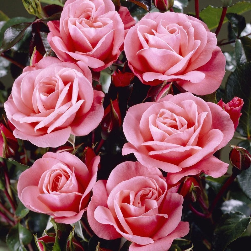 ‘Nautica’ Floribunda Rose