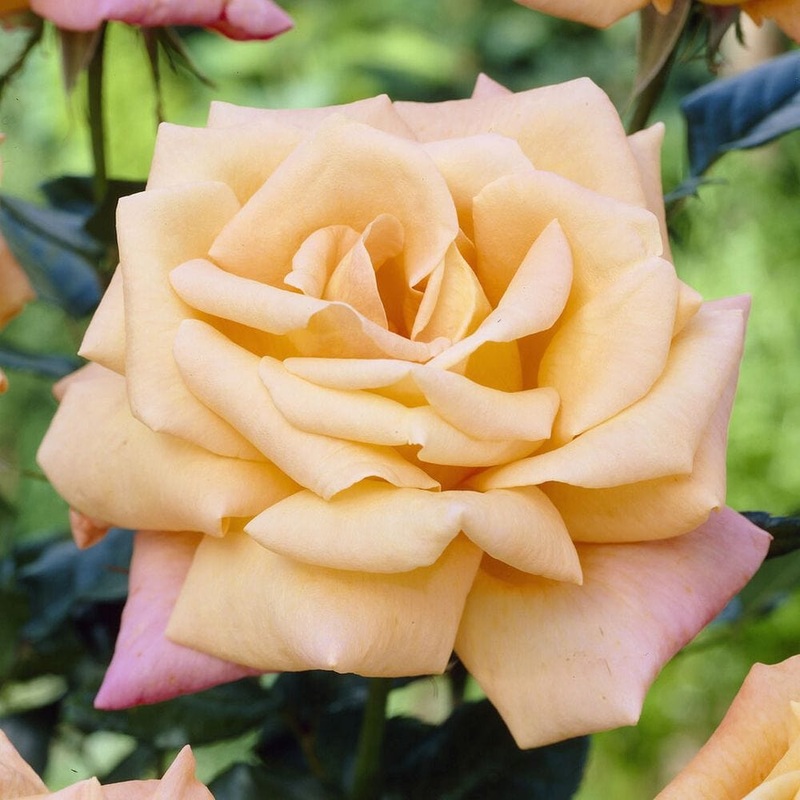 ‘Niceday’ Patio Climbing Rose
