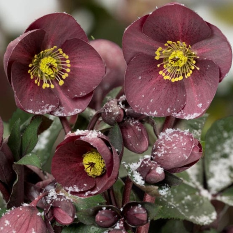 ‘Nightingale’ Snow Rose | ‘Ice N’ Roses’ Series | Hellebore Gold Collection