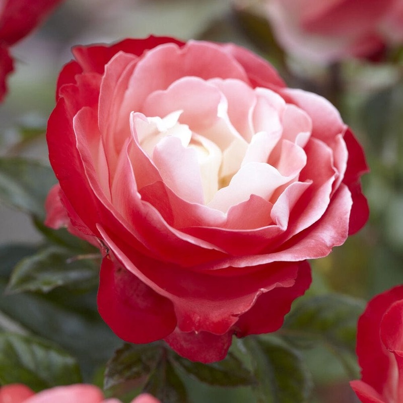 ‘Nostalgia’ Hybrid Tea Rose