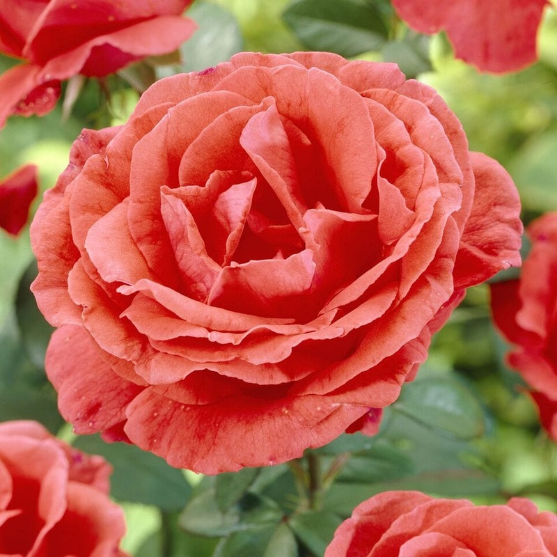 ‘Onward and Upward’ Patio Climbing Rose