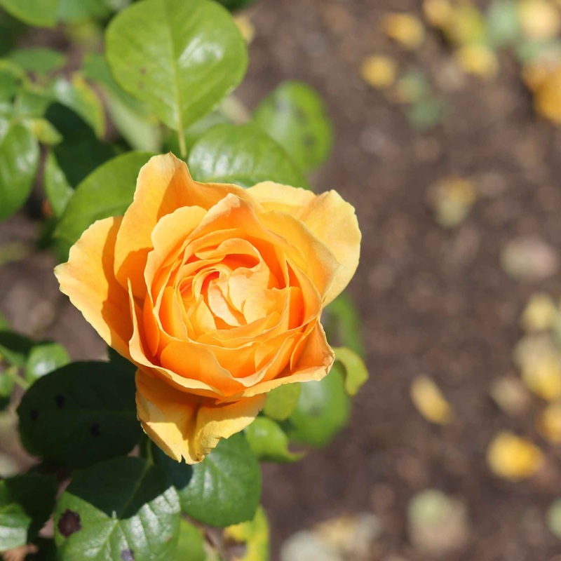 ‘Palace Fleur’ Patio Shrub Rose