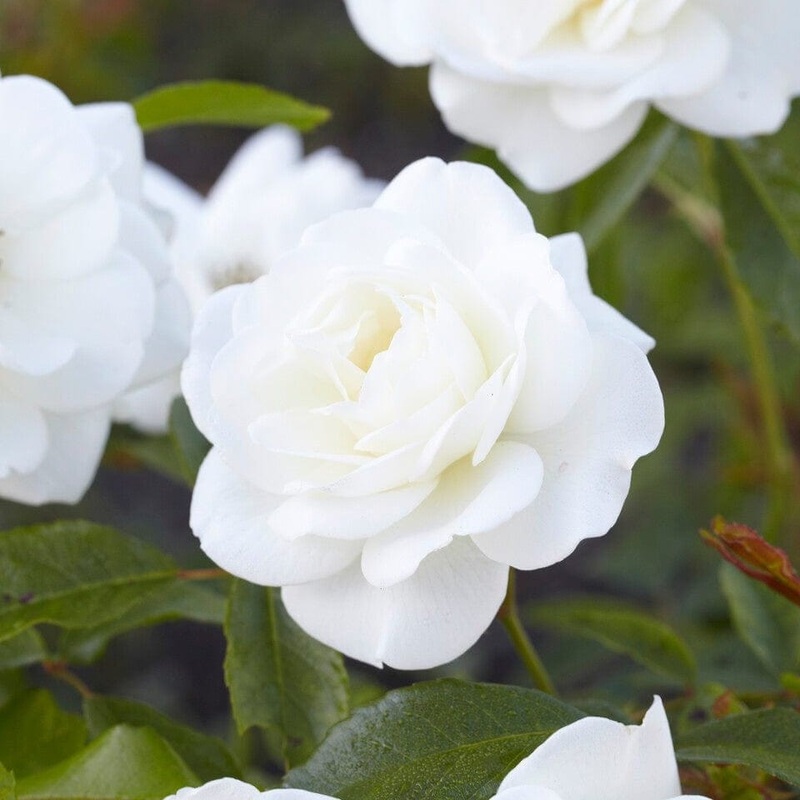 ‘Palace Kailani’ Patio Shrub Rose