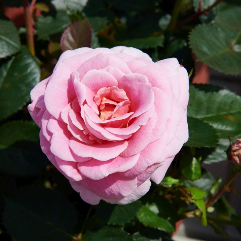 ‘Palace Tabor’ Patio Shrub Rose