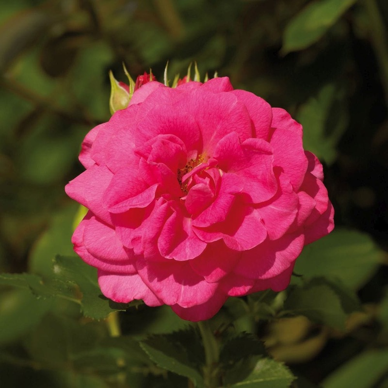‘Palace Truly Loved’ Floribunda Rose