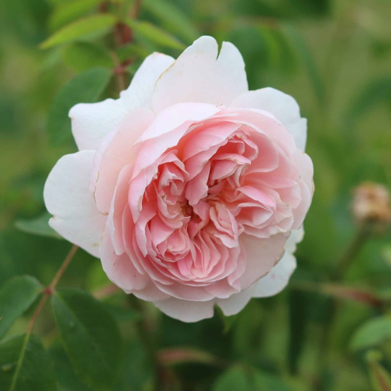 ‘Parade Cajsa’ Patio Shrub Rose