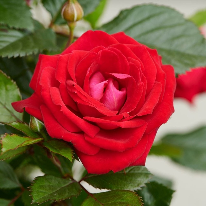 ‘Parade Karla’ Patio Shrub Rose