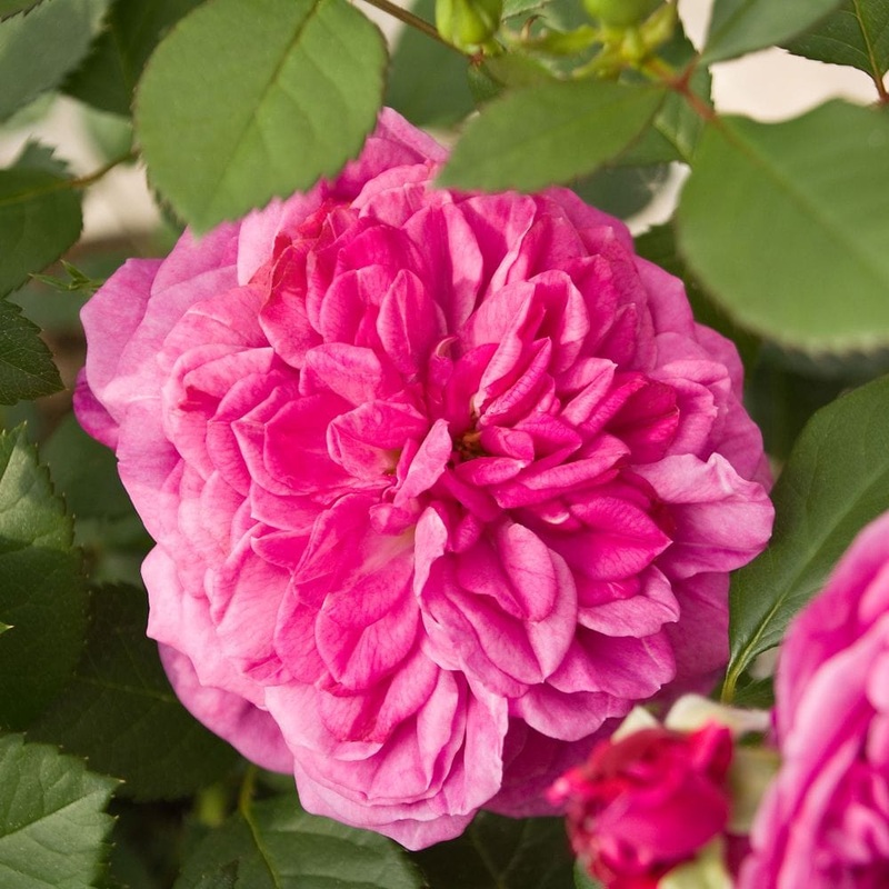 ‘Patio Hit Dafne’ Patio Shrub Rose
