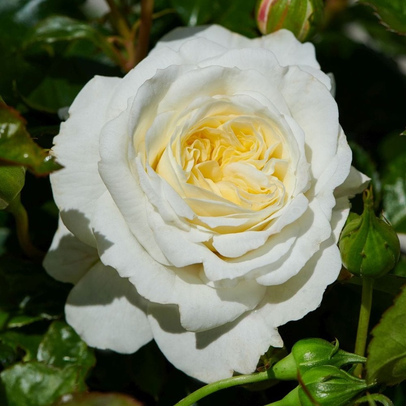 ‘Patio Hit Georgia’ Patio Shrub Rose
