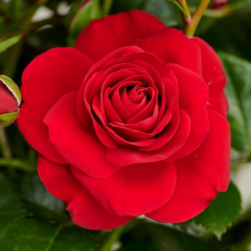 ‘Patio Hit Nikoline’ Patio Shrub Rose