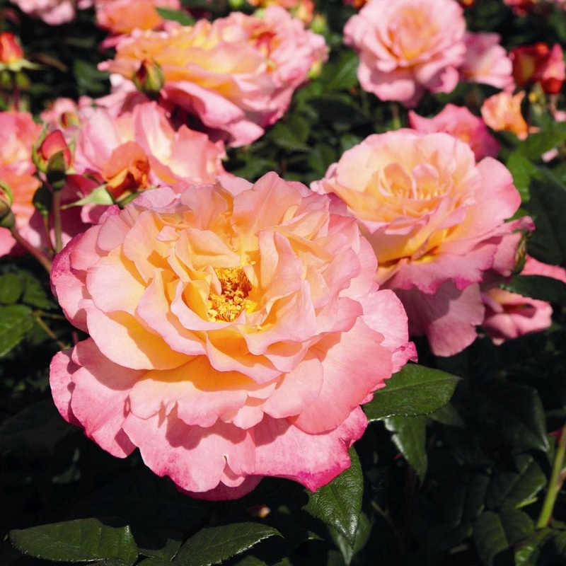 ‘Perfect Harmony’ Hybrid Tea Rose
