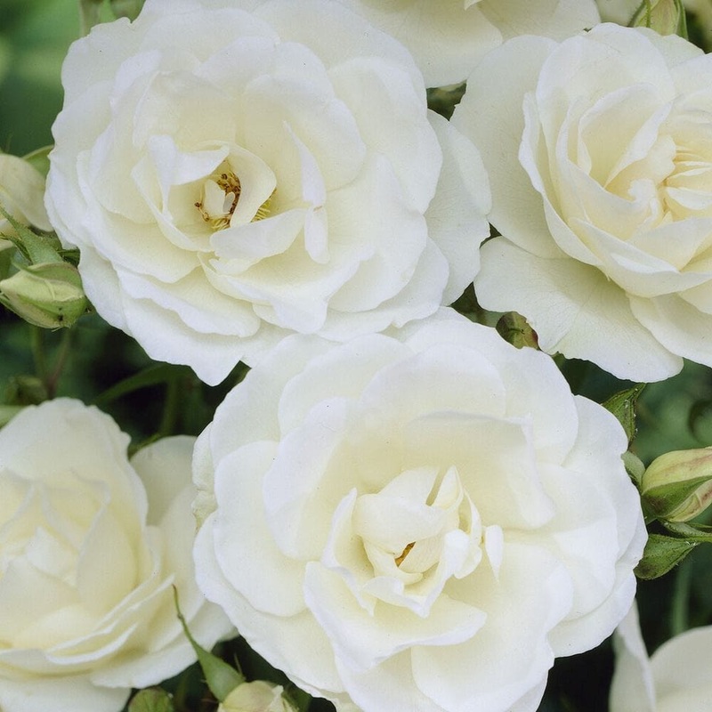 ‘Peter James Richardson’ Floribunda Rose