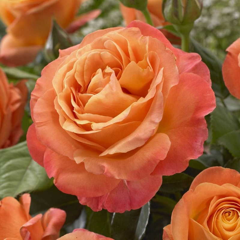 ‘Phoenix’ Floribunda Rose