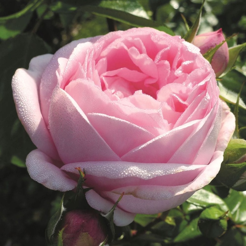 ‘Pink Martini’ Hybrid Tea Rose
