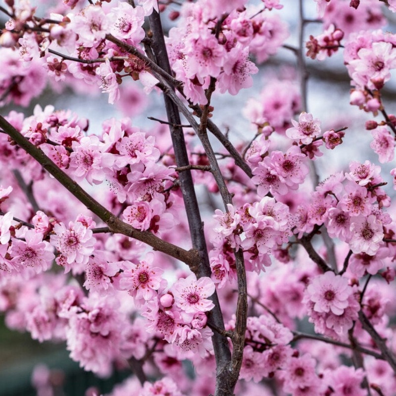 Plum Blossom Tree | Prunus blireana