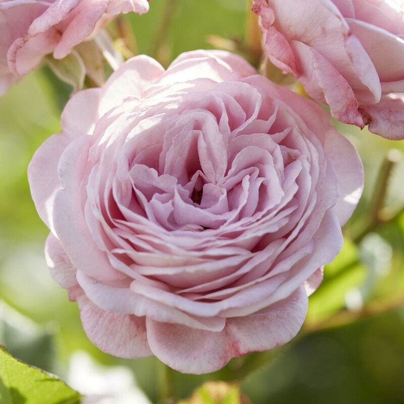 ‘Prince Jardinier’ Floribunda Rose