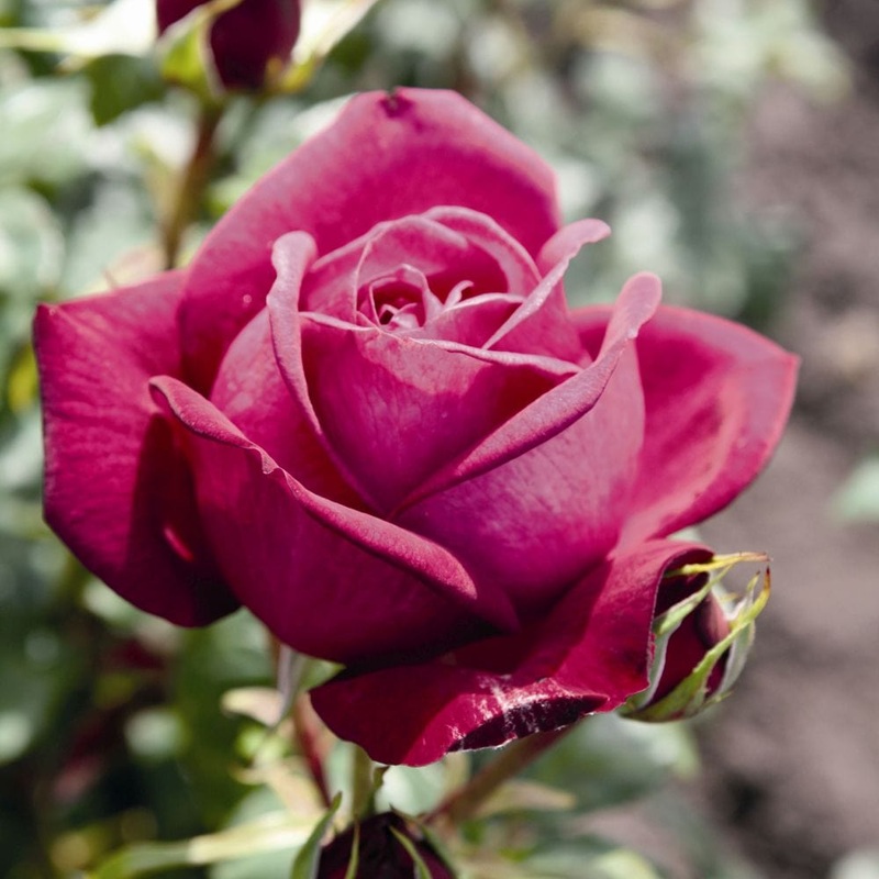 ‘Pure Poetry’ Hybrid Tea Rose