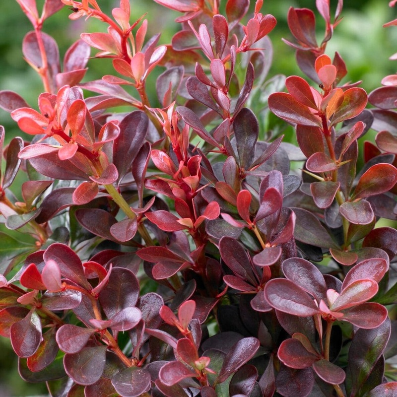 Purple Japanese Barberry Hedging | Berberis thunbergii ‘Atropurpurea’