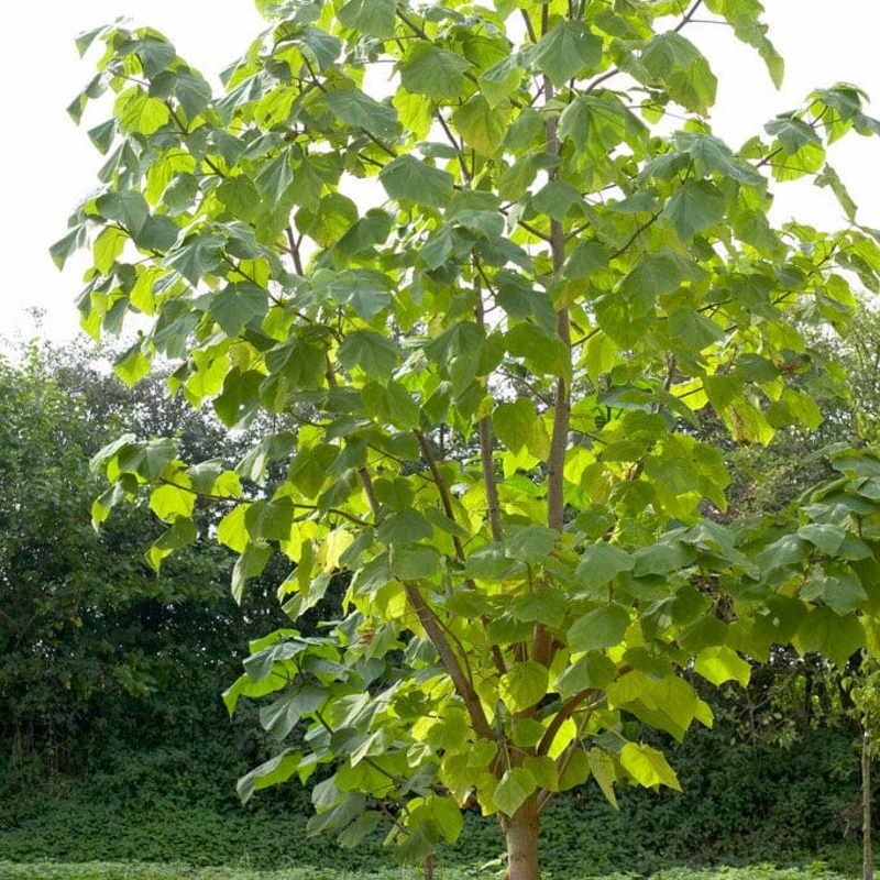 Pyramidal Foxglove Tree | Paulownia tomentosa ‘Fast Blue’
