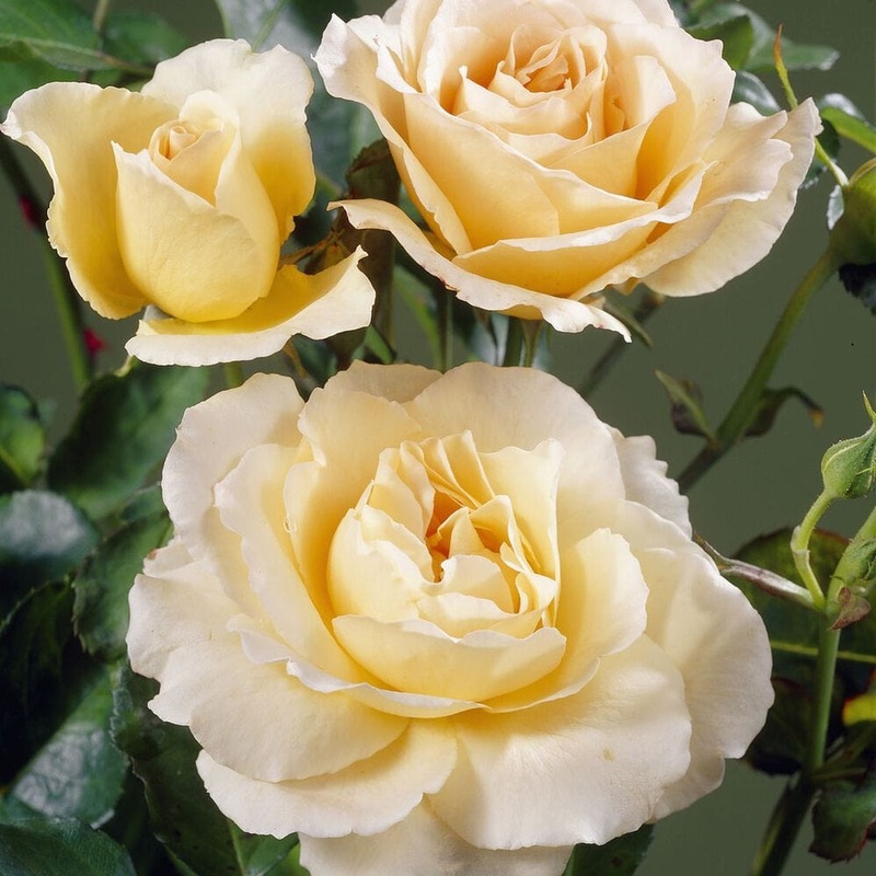 ‘Queen Bee’ Floribunda Rose