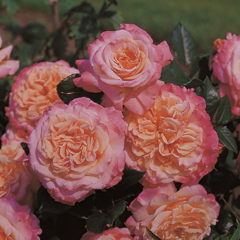 ‘Rachel’ Hybrid Tea Rose