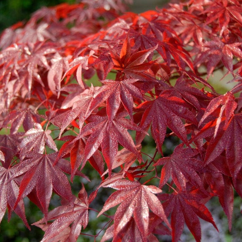 Red Japanese Maple Tree | Acer palmatum ‘Red Emperor’