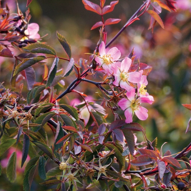 Red-Leaved Rose Hedging | Rosa glauca